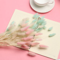 20Pcs Colorful Grass Dried Flower Bunny Tail Natural Plants Floral Rabbit Grass Bouquet Home Decoration Accessories Long Bunches
