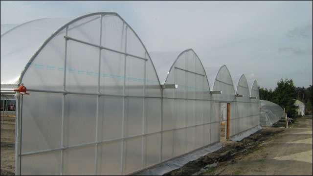 Agriculture Multi Span Film Greenhouse