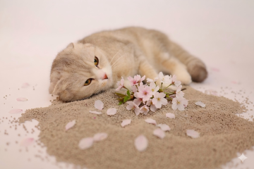 2.0mm Cherry Blossom Scented Bentonite Cat Litter