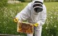 オーガニック |純粋な蜂蜜 (100% 天然)