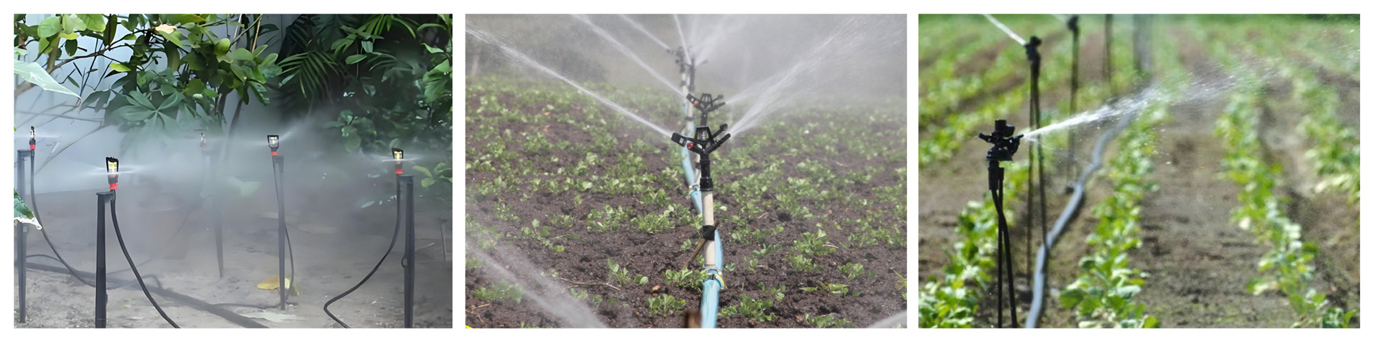 ground-planted micro-sprinkler system