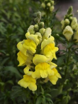 Bán buôn hoa Snapdragon vàng tươi cắt cành cao cấp