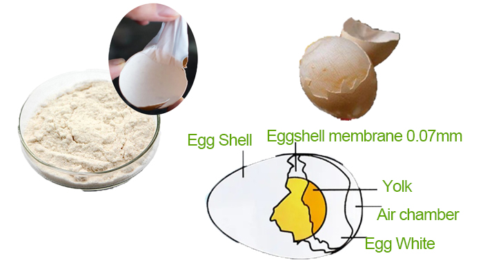 Eggshell membrane Powder