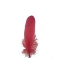 Soft Red and White Feather