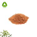 ISO9001 Samphire / Crithmum Maritimum/ Sea Fennel Extract Vitamin C Powder