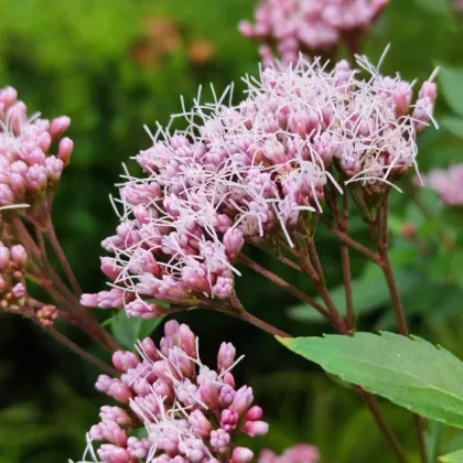 Perrin Extract Powder fortune eupatorium herb extract