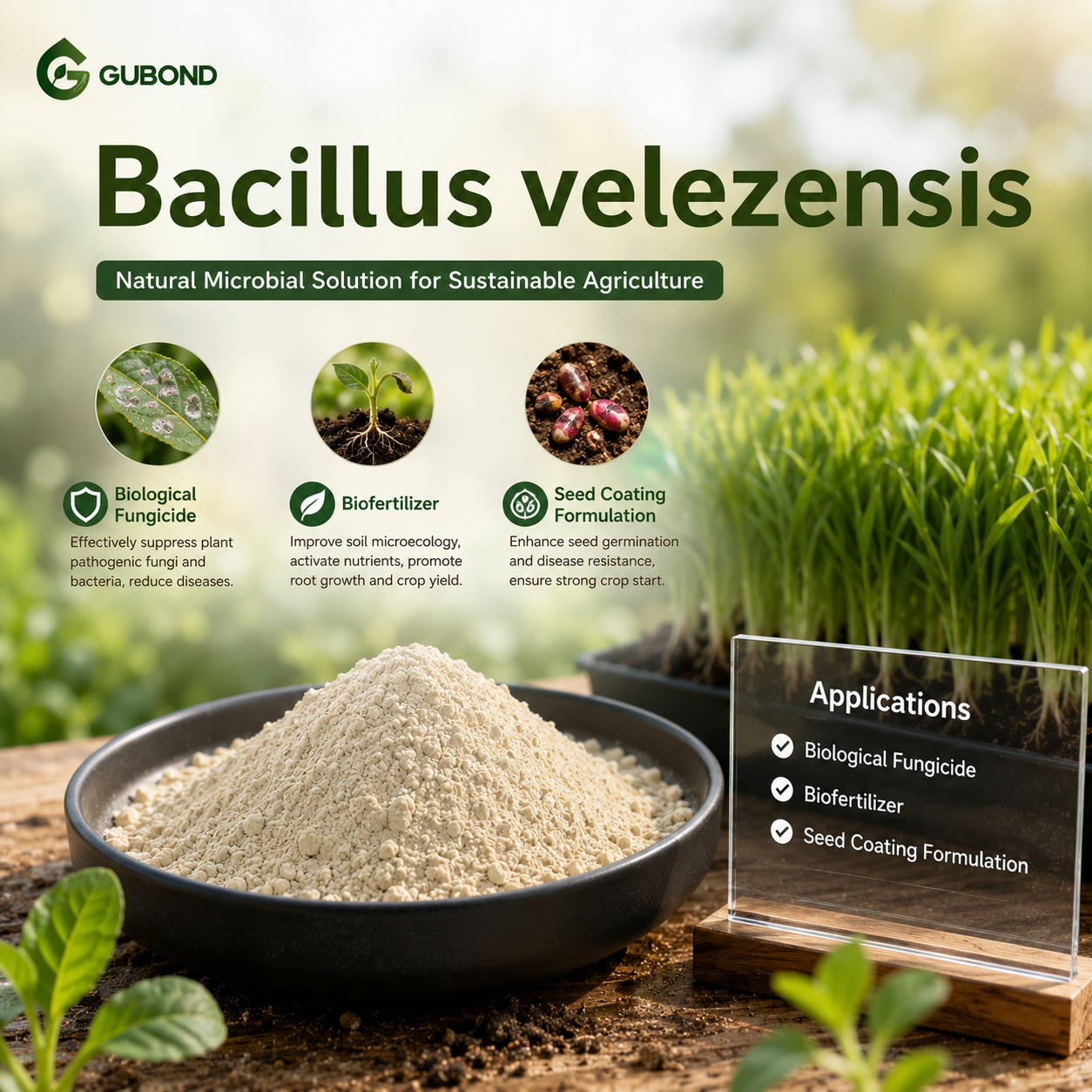 Bacillus velezensis (8)