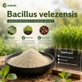 مسحوق بروبيوتيك Bacillus velezensis