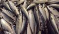 Equipamento automático de conservas de peixe do mar Linha de processamento de sardinha