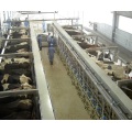 Arfimilk quick release milking parlor