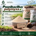مسحوق بروبيوتيك Paenibacillus polymyxa للزراعة وإدارة الجذور