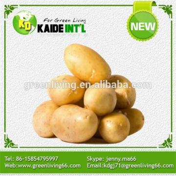 Fresh Sweet Yellow Potato