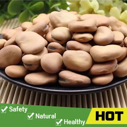 Broad beans fava beans price