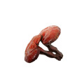 Ganoderma Lucidum Reishi 추출물 식물 추출물