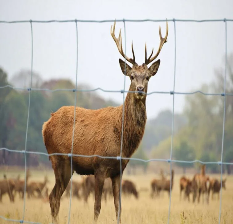 Galvanized Cattle Fence/Horse Deer Fence/Grassland Field Fence