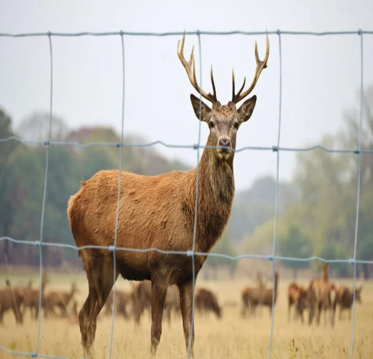 Recinzione del bestiame zincato/recinzione di cervi di cavallo/recinzione