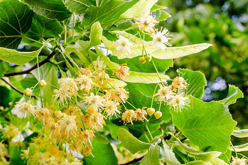 Linden Honey