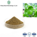 Organic Gold Coin Grass Extract for Digestive Support and Vitality