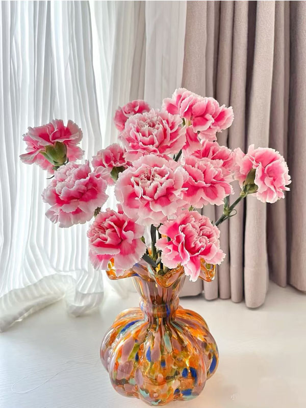 Smile Carnation4