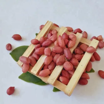 New crop Shandong peanut kernels raw