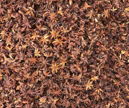 Star Aniseed