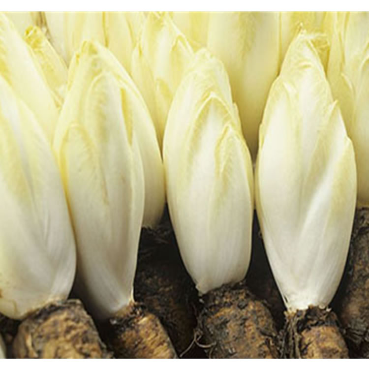 Chicory Root Extract