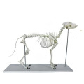 Modelo de esqueleto de perros grandes