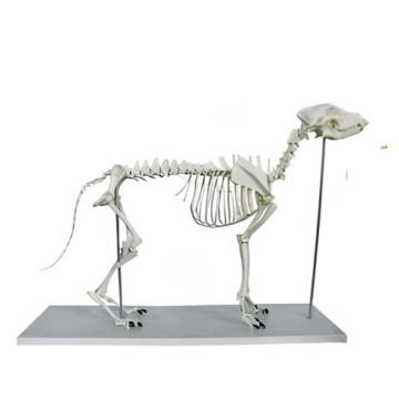 Modelo de esqueleto de cachorro grande