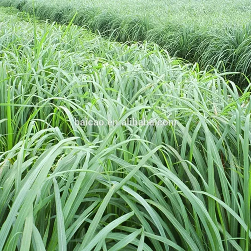 Natural Lemongrass Oil Lemongrass Essential Oil Extraction, High