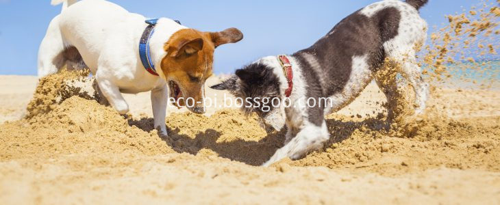 Dog-Beach-Digging-Summer-Hole_MEDIUM-730x300