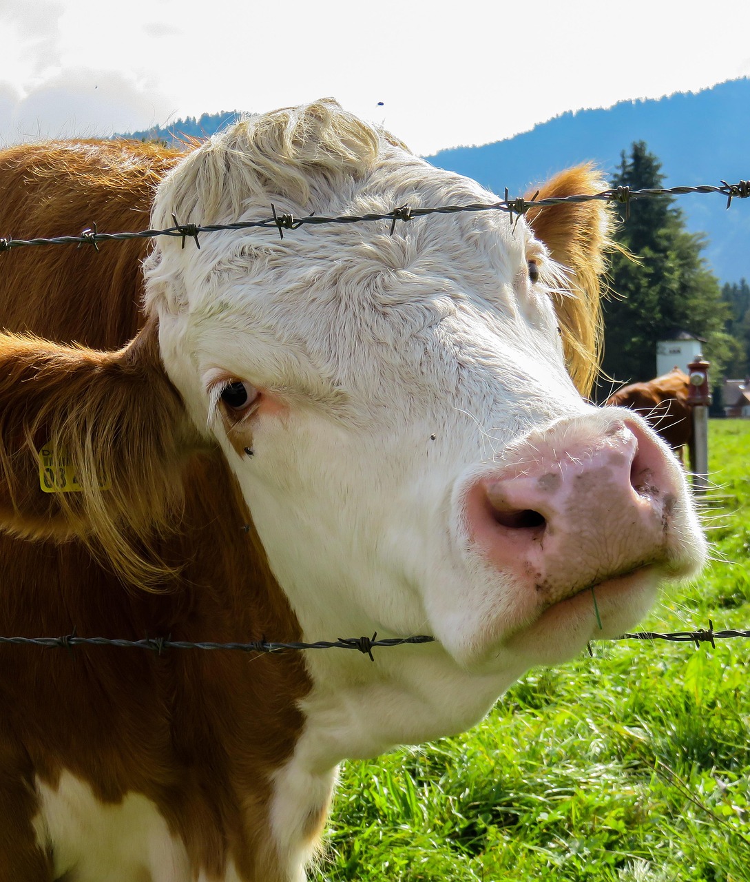Cattle fence1
