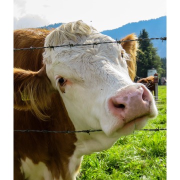 Campa de gado Fence Farm Fire Mesh Animal Fence