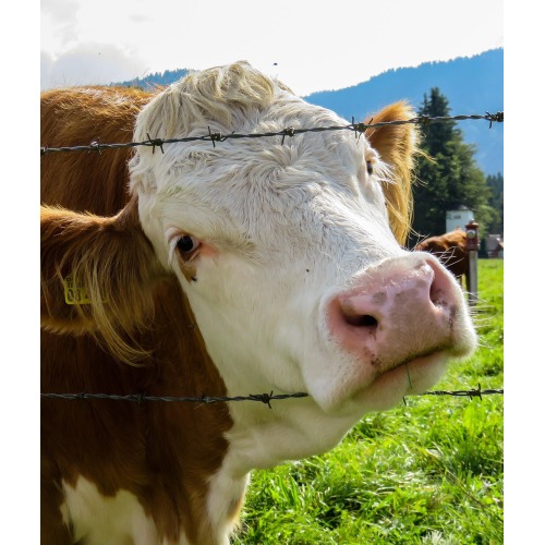Campa de gado Fence Farm Fire Mesh Animal Fence