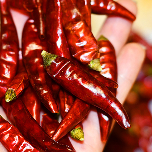 The Base Grows Dried Chaotian Pepper Supermarkets offering large quantities of dried chilies Manufactory