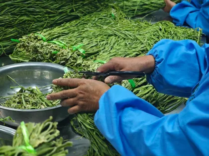 Healthy natural dried gongcai