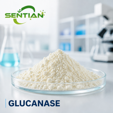 Glucanase Enzyme for β-Glucan Degradation & Brewing