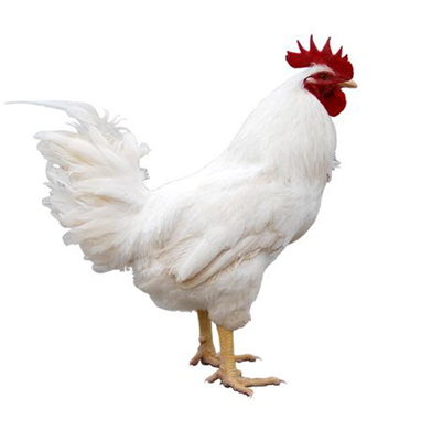 Newcastle disease