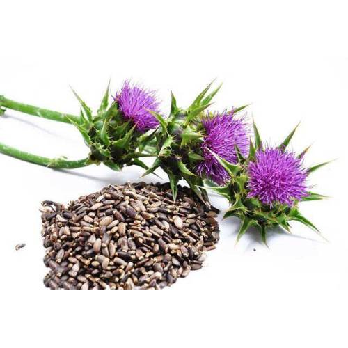 Silymarin marianum silymarin is used for Liver protecting