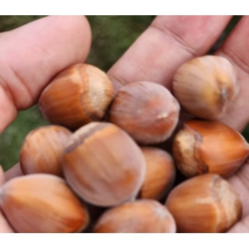 Φουντούκια άγριας φυσικής γεύσης