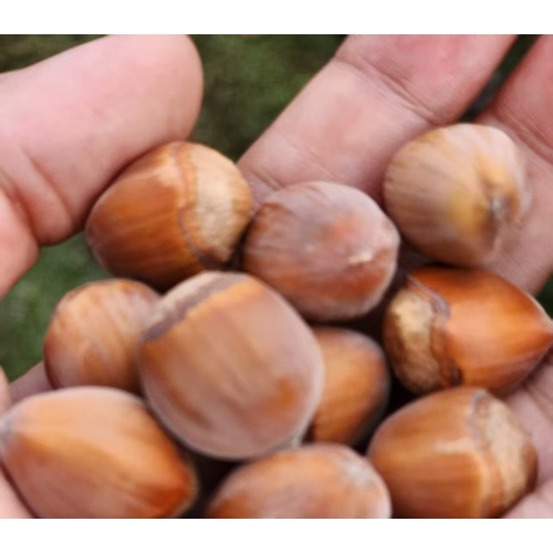 Φουντούκια άγριας φυσικής γεύσης