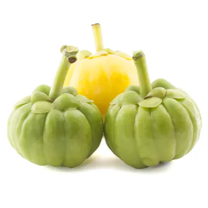 Wholesale garcinia cambogia extract powder