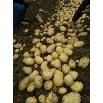 Fresh Good Qulality Potato