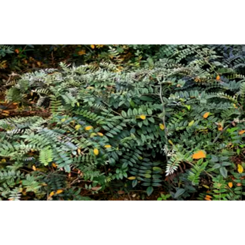 Radix Sophorae Tonkinensis; Subprostrate Sophora Vietnamese Sophora Root Dry
