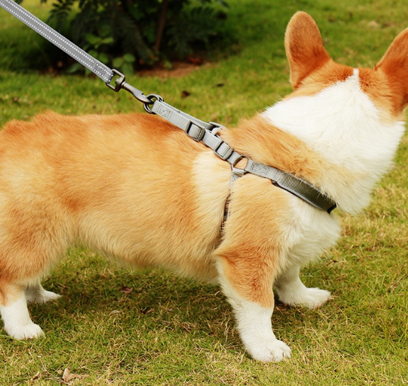 Pup Cooling Harness