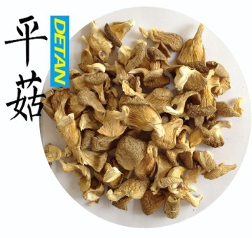 Dried Oyster Mushrooms Best Price For Buyers From China                        
                                                Quality Choice