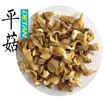 Dried Oyster Mushrooms Best Price For Buyers From China                        
                                                Quality Choice
