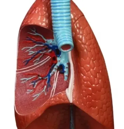 DARHMMY Human Life-Size Cutaway Lung Model for Medical Education