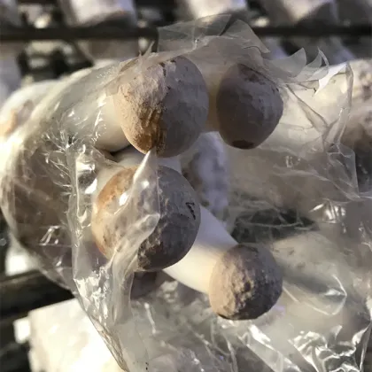 King Oyster Mushrooms Are Grown All Year Round