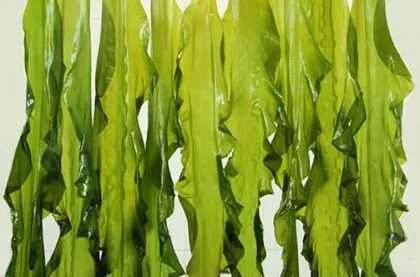 Kelp extract factory supply