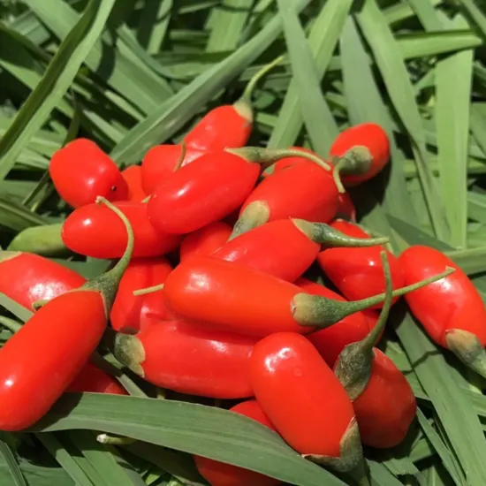 China ningxia dried organic goji berry